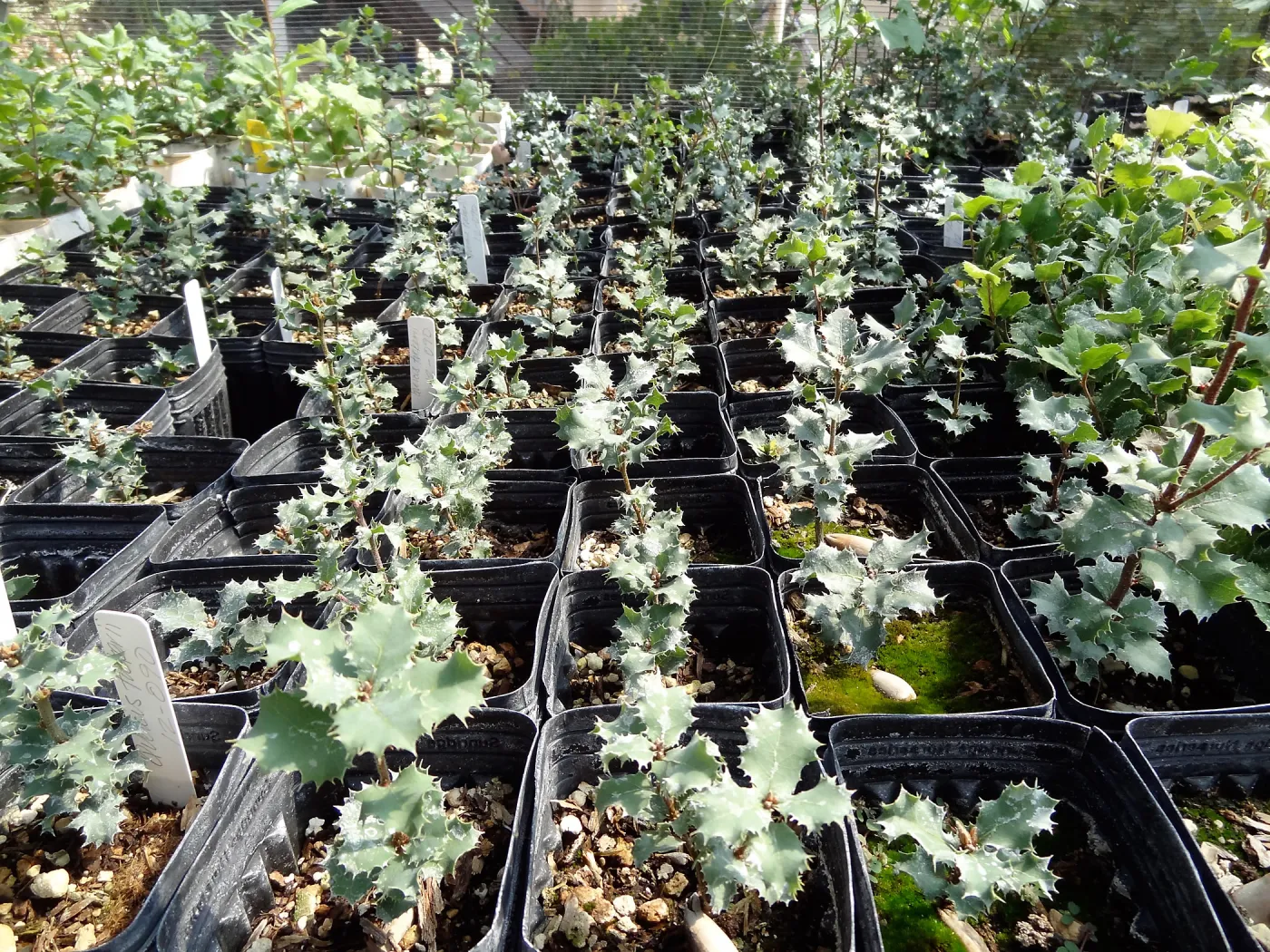 SBBG Horticulture, plant propagation at the Hort unit