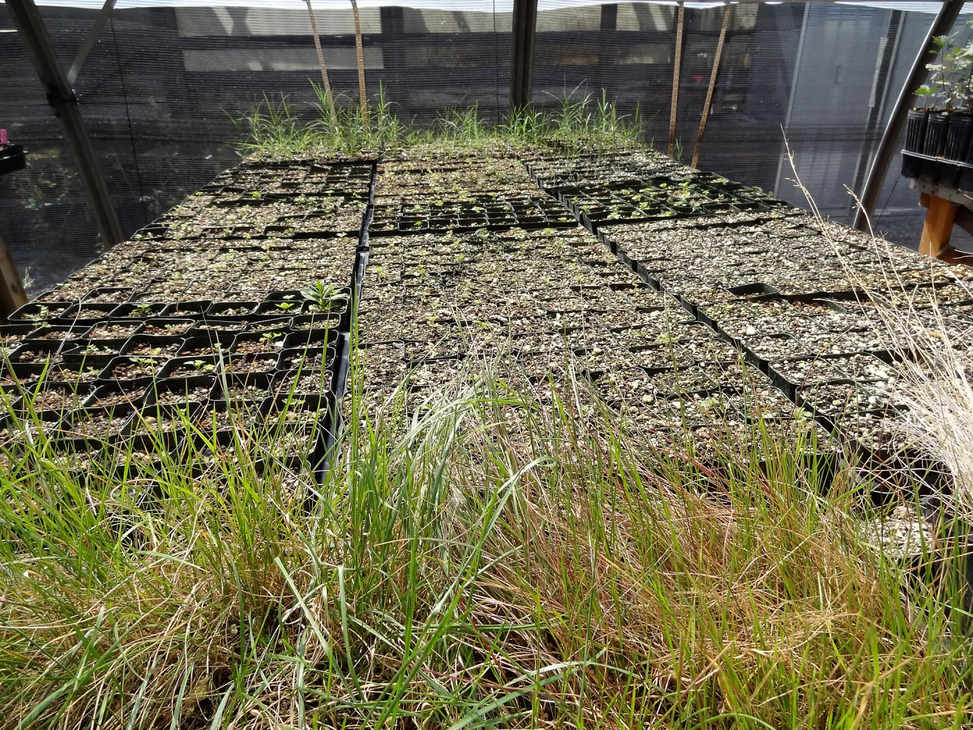 SBBG Horticulture, plant propagation at the Hort unit
