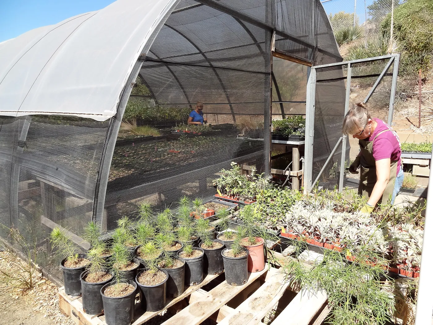 SBBG Horticulture, plant propagation at the Hort unit, contract growing, Heather Wehnau and Bonnie Whitney