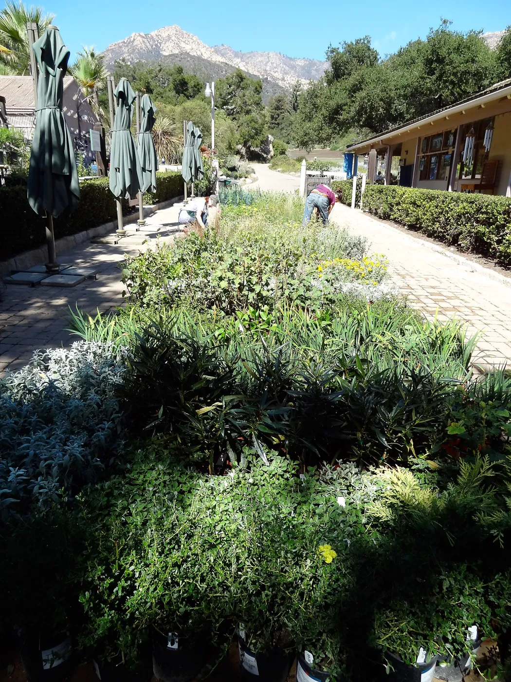 SBBG Fall Plant Sale 2013 set up in the Garden Courtyard and Garden Growers Nursery, Betsy Lape