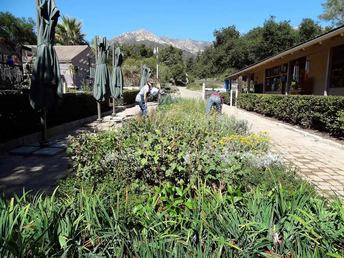 SBBG Fall Plant Sale 2013 set up in the Garden Courtyard and Garden Growers Nursery