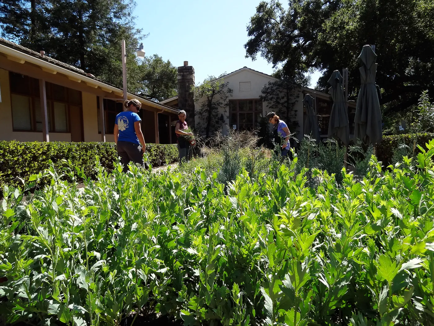 SBBG Fall Plant Sale 2013 set up in the Garden Courtyard and Garden Growers Nursery, Betsy Lape and Heather Wehnau