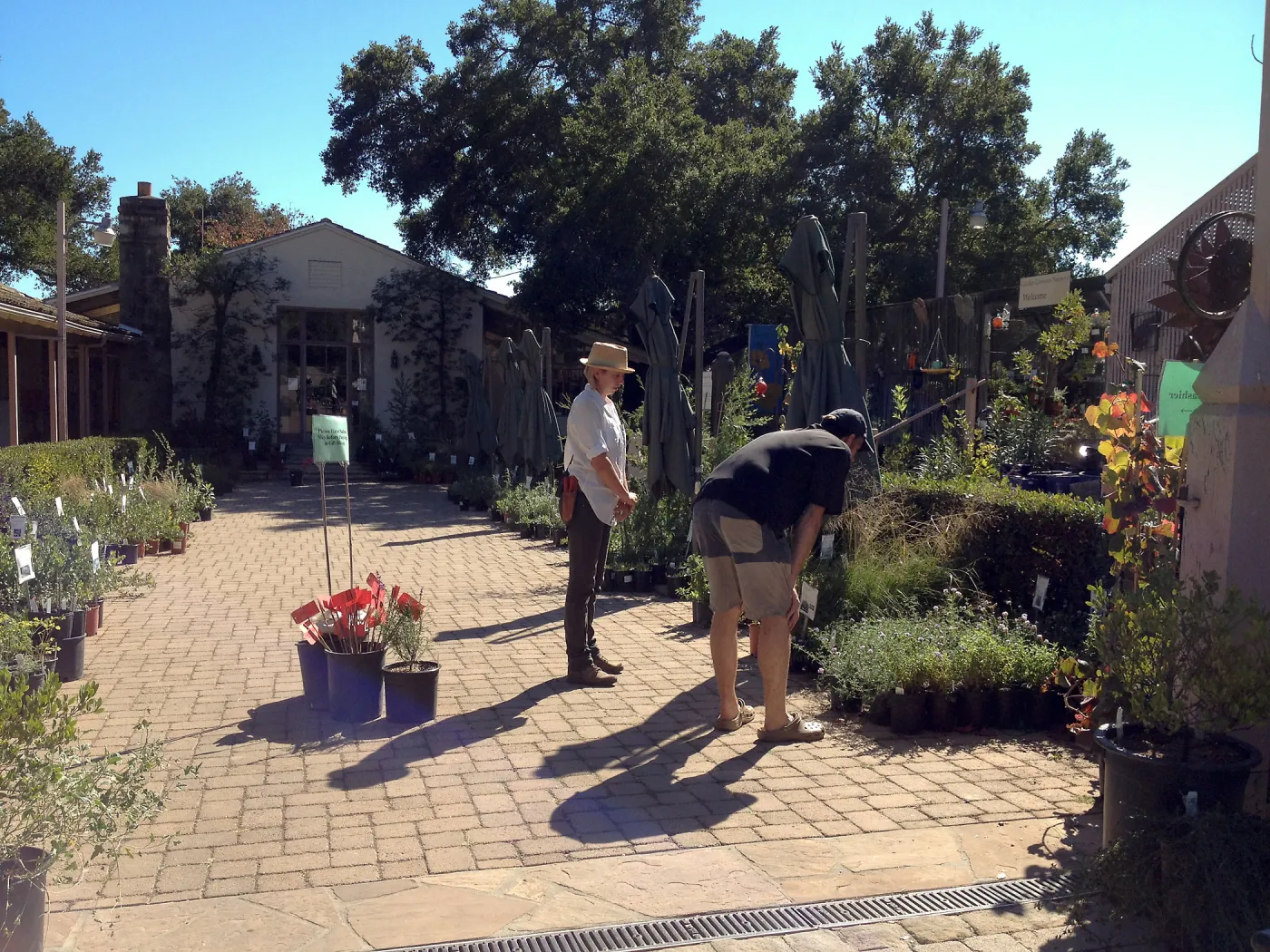 SBBG Fall Plant Sale 2013, Paige Minney with customer