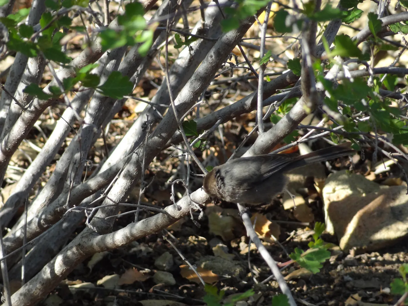 bird in the Desert Section in the late afternoon, SBBG