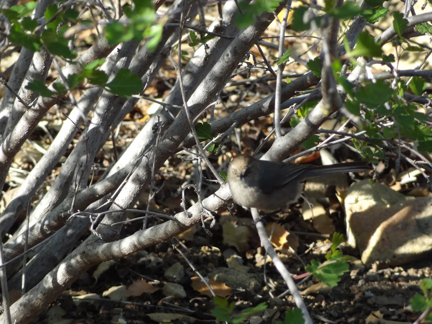 bird in the Desert Section in the late afternoon, SBBG