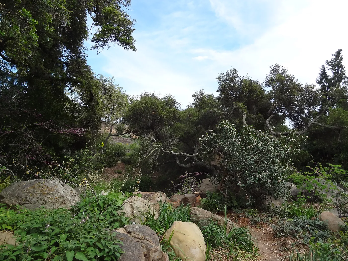 Manzanita Section after large dead oak was removed, March 2013