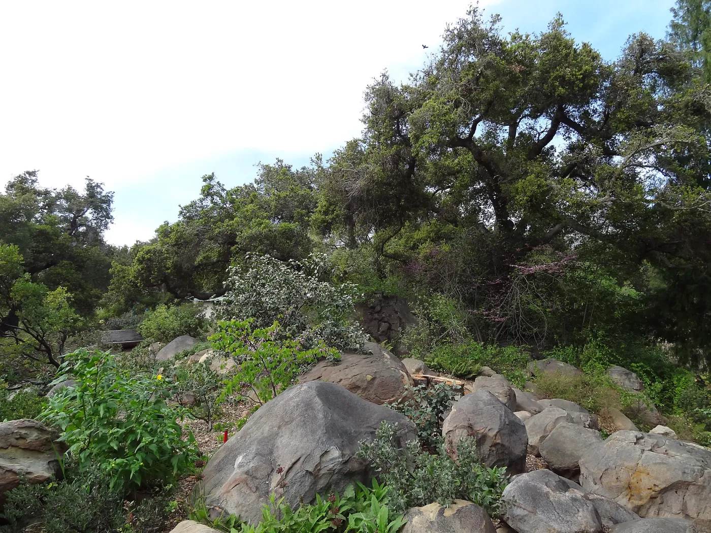 Manzanita Section after large dead oak was removed, March 2013