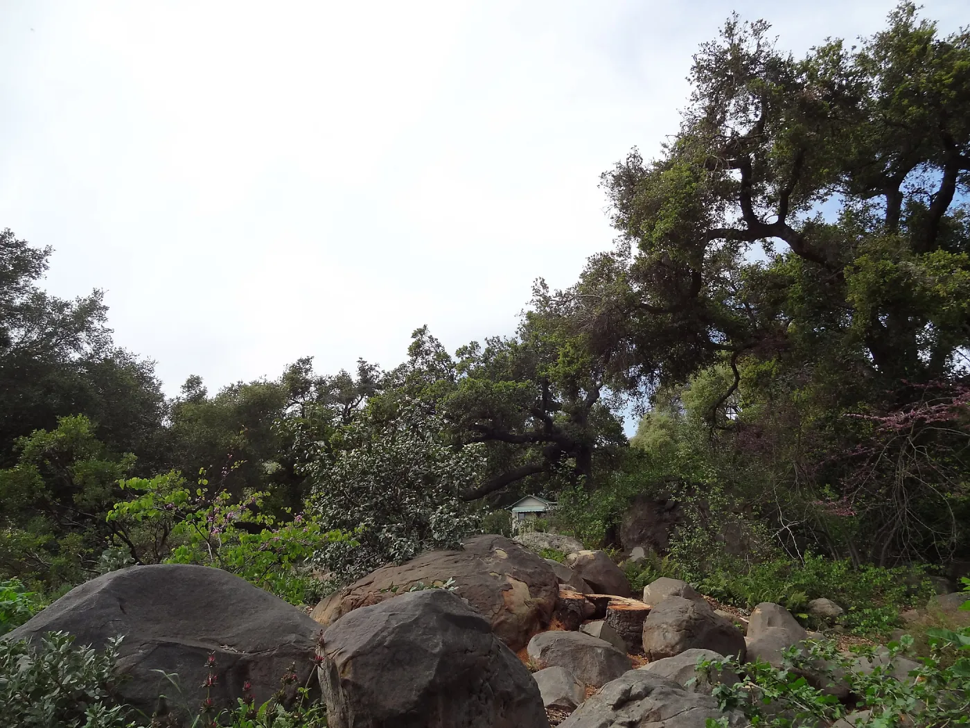 Manzanita Section after large dead oak was removed, March 2013