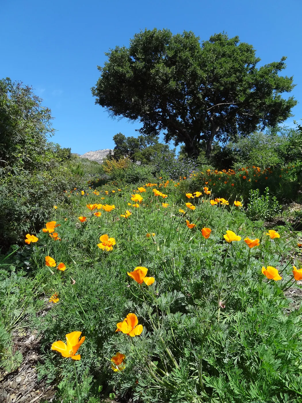 poppies on the Porter Trail