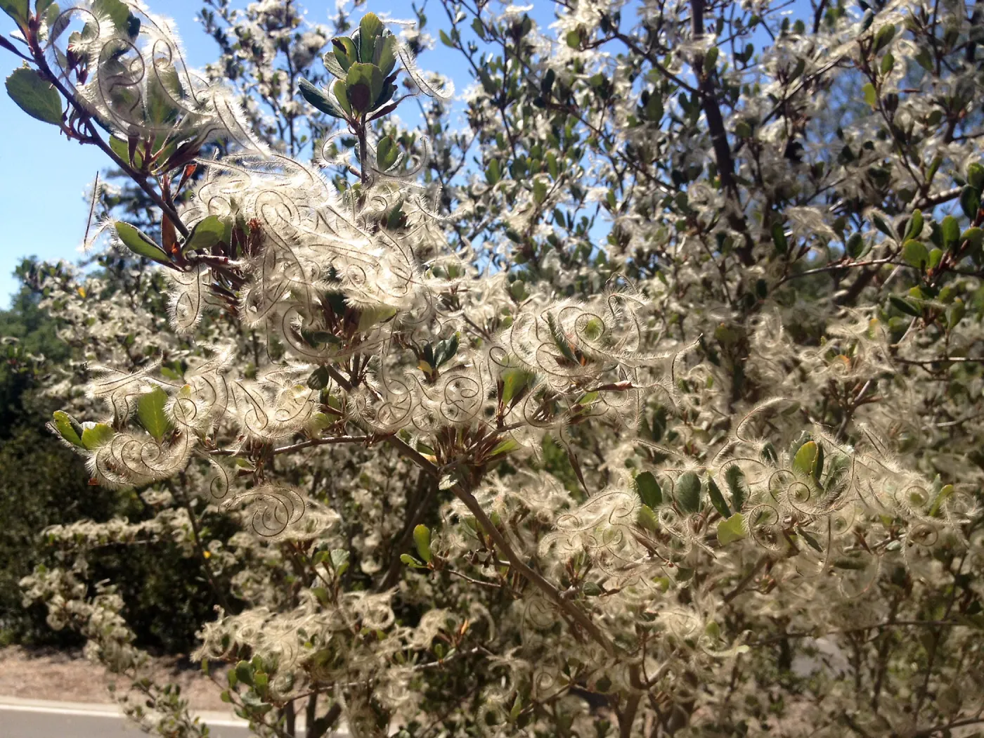 Cercocarpus betuloides in fruit, Porter Trail, SBBG