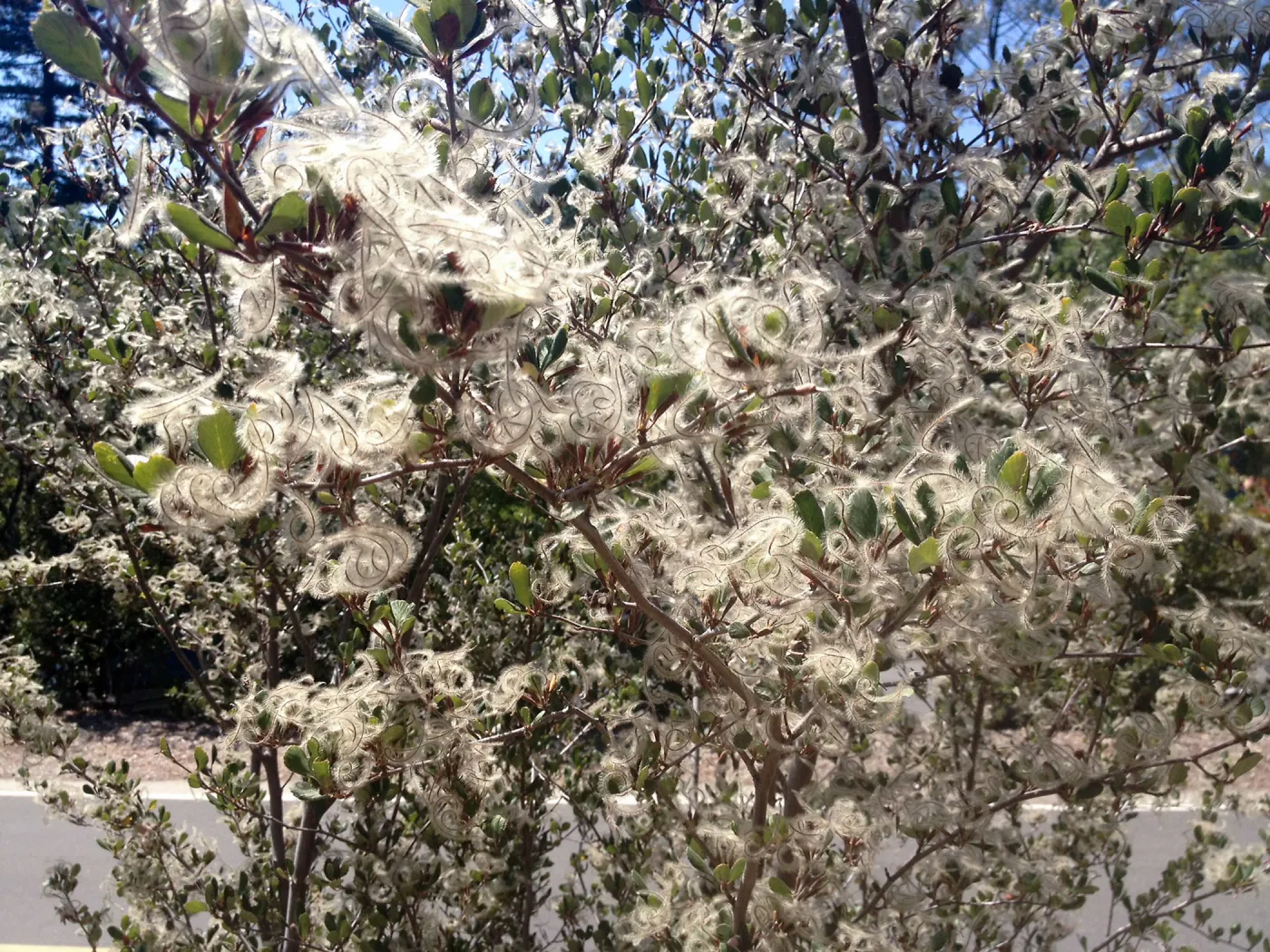 Cercocarpus betuloides in fruit, Porter Trail, SBBG