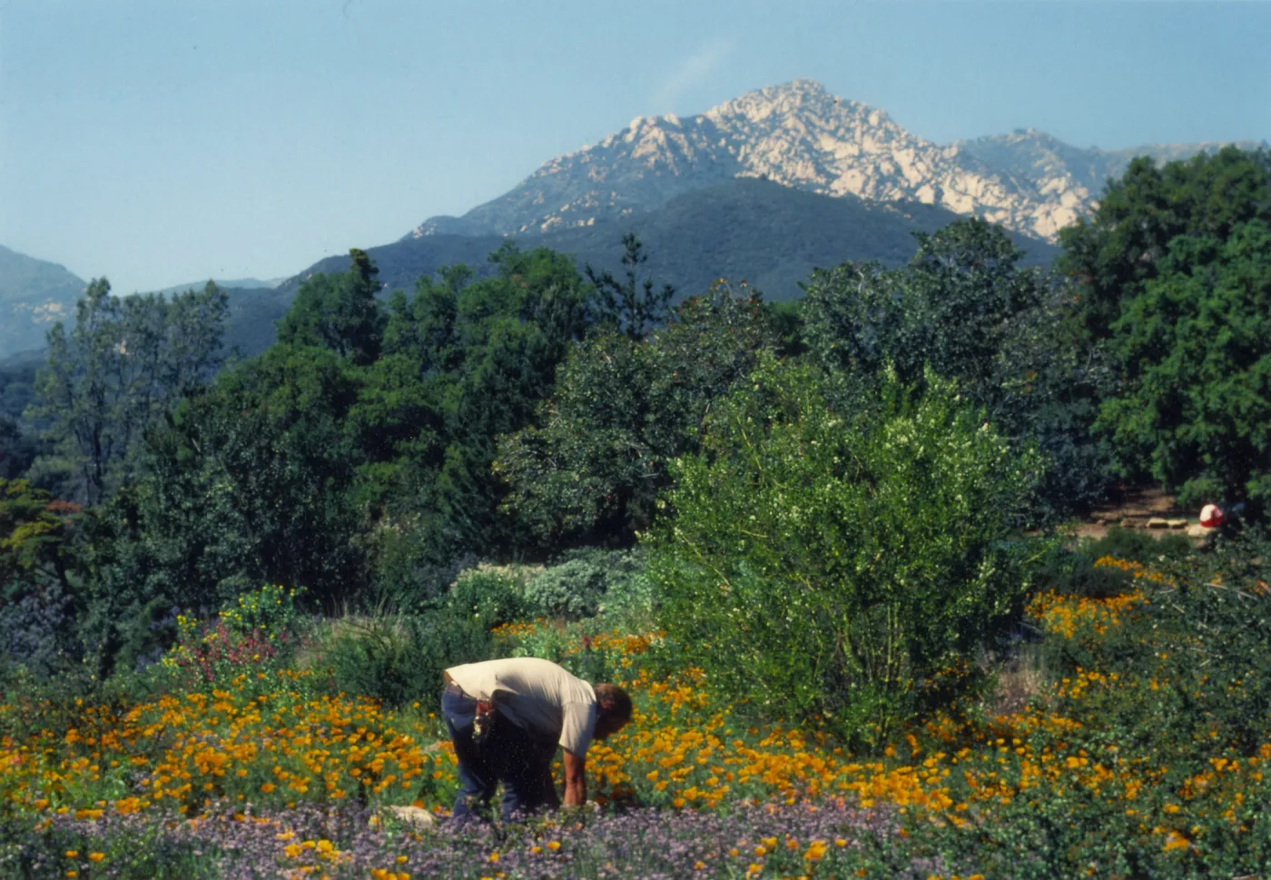 Geege Ostroff at SBBG, Porter Trail