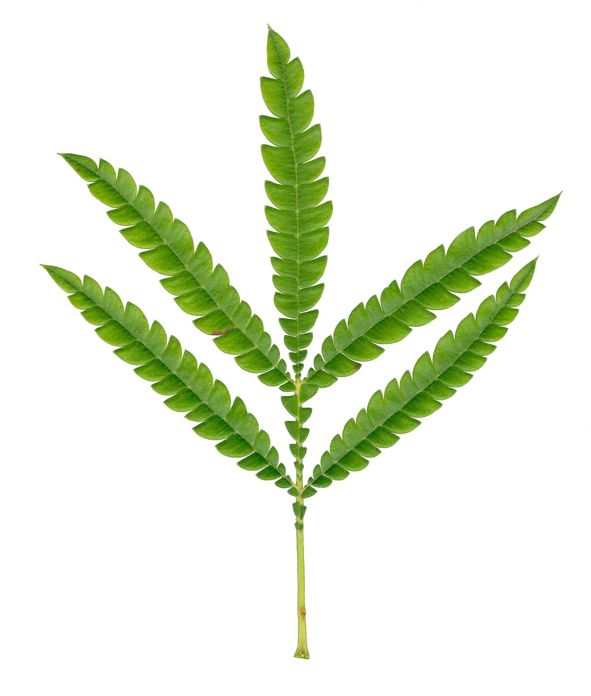 Santa Cruz Island Ironwood