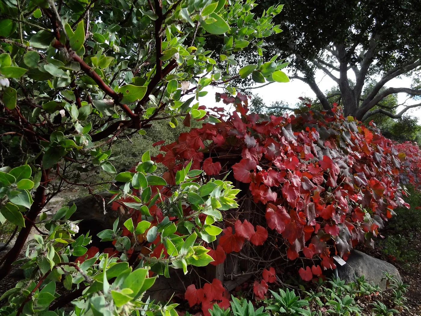 Grape, Manzanita