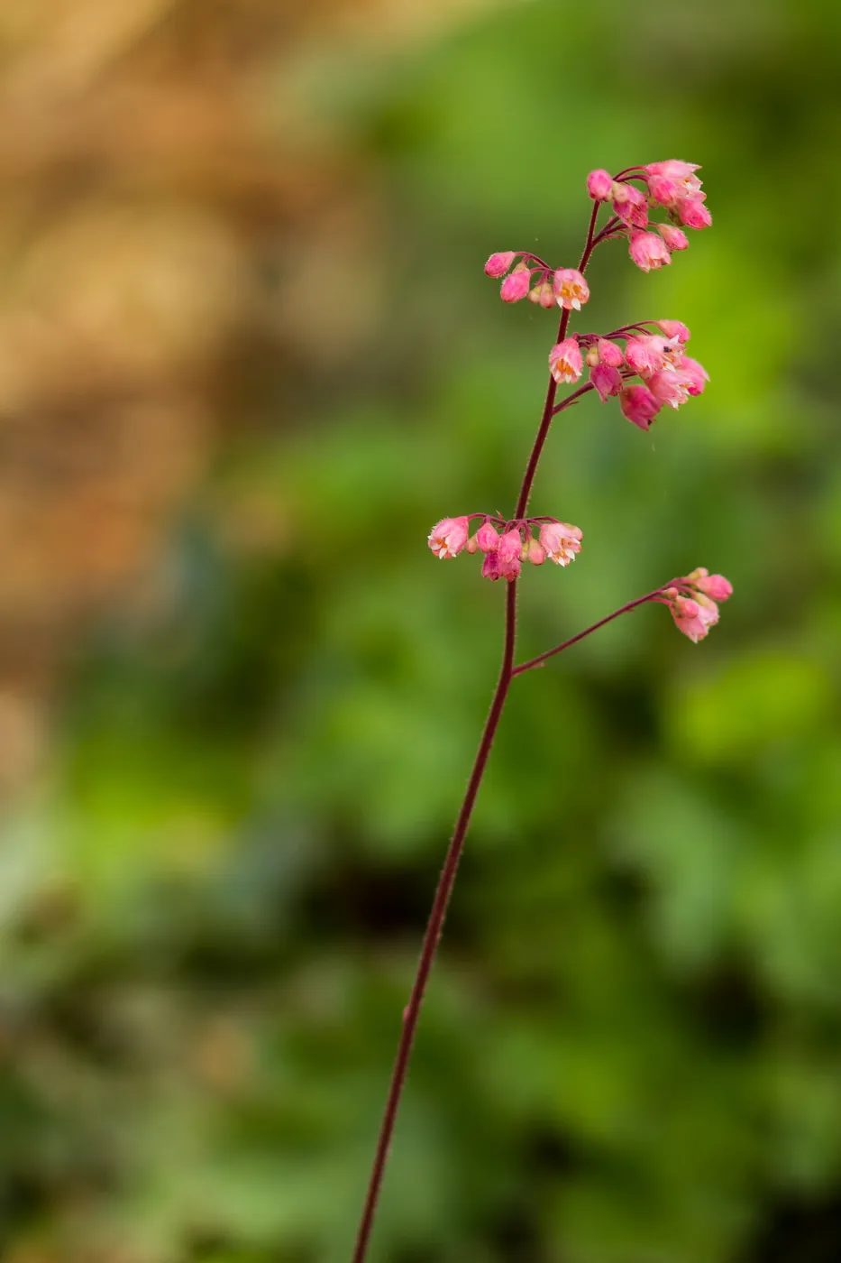 pink Heuchera inflorescence, SBBG
