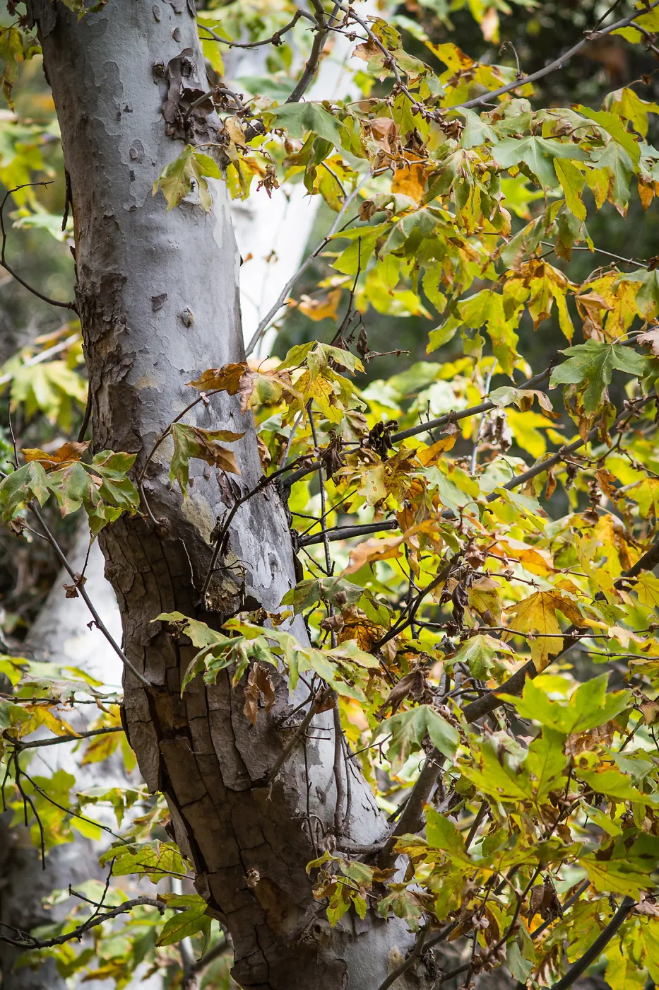 Sycamore leaves, fall color, SBBG