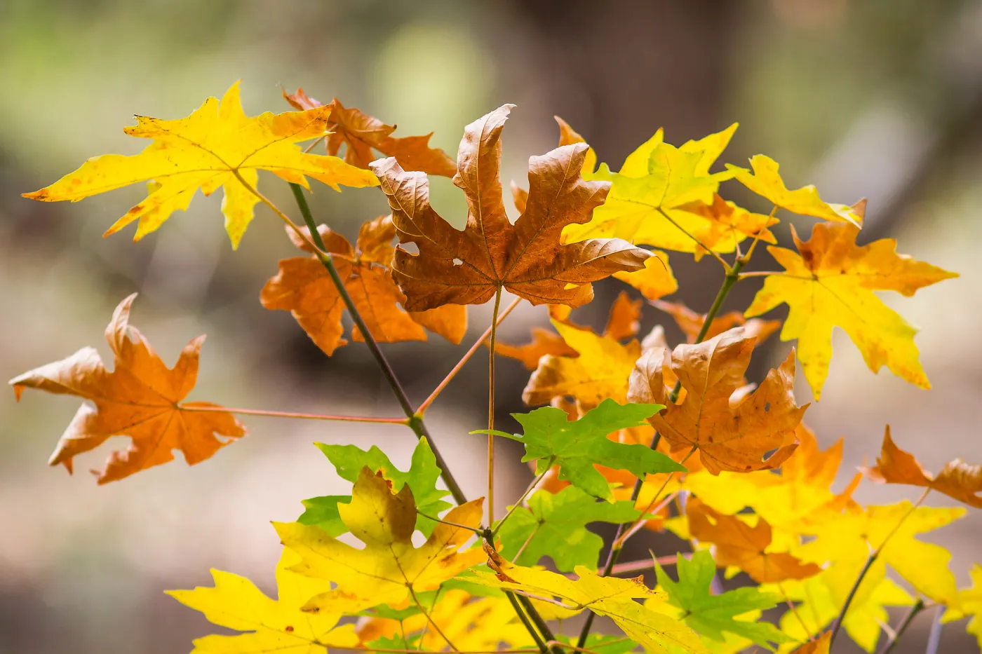 Sycamore leaves, fall color, SBBG