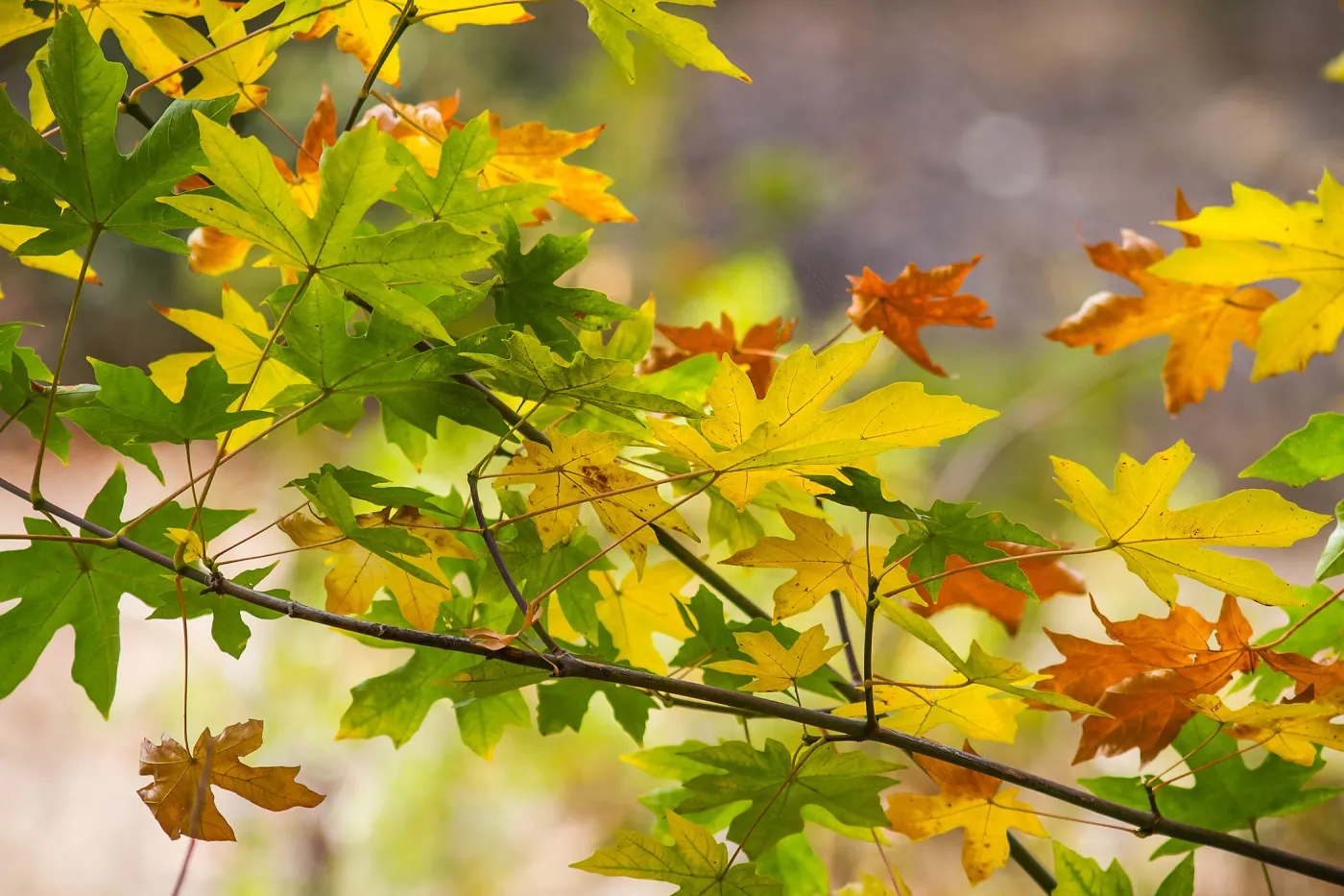 Sycamore leaves, fall color, SBBG