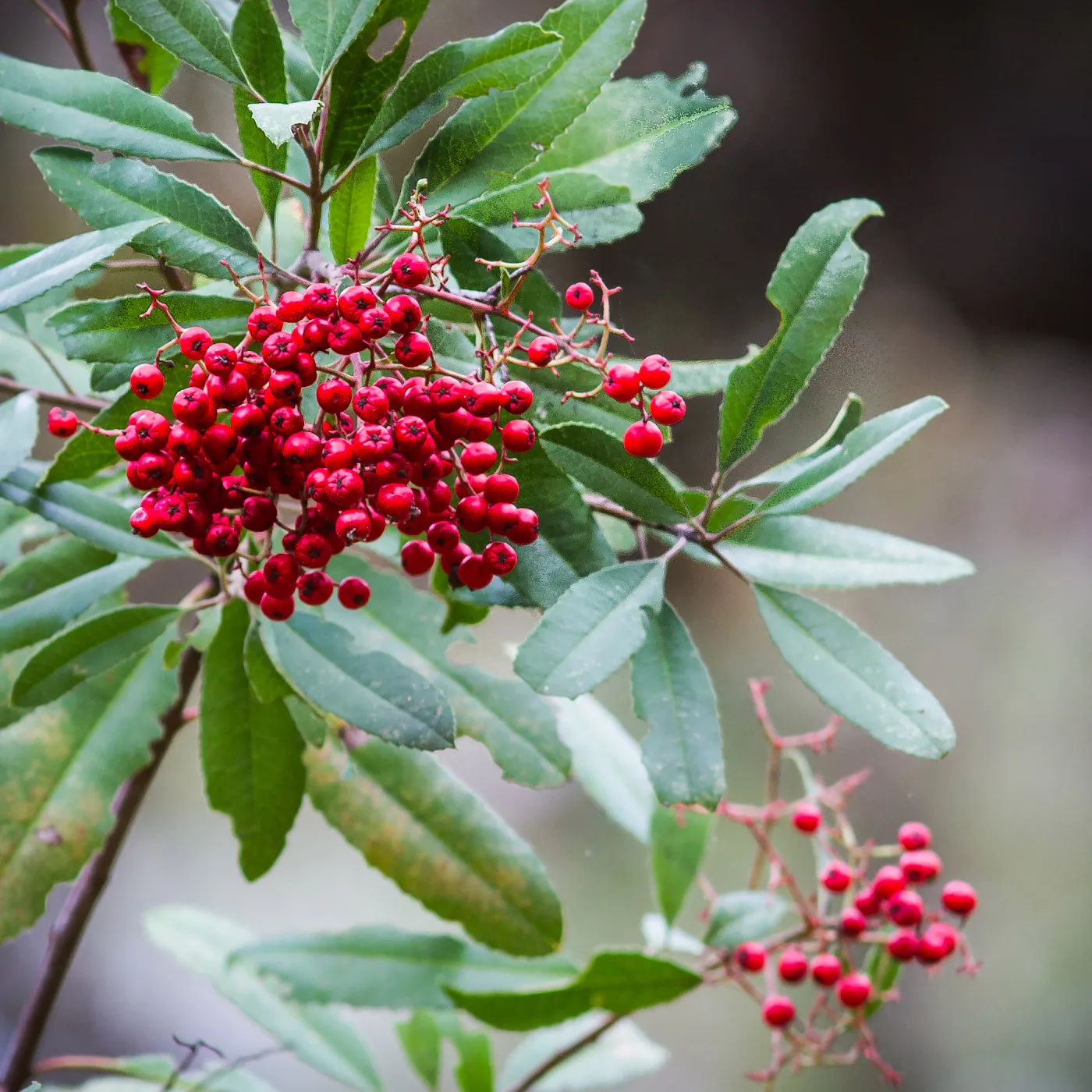 red berried, Toyon, SBBG