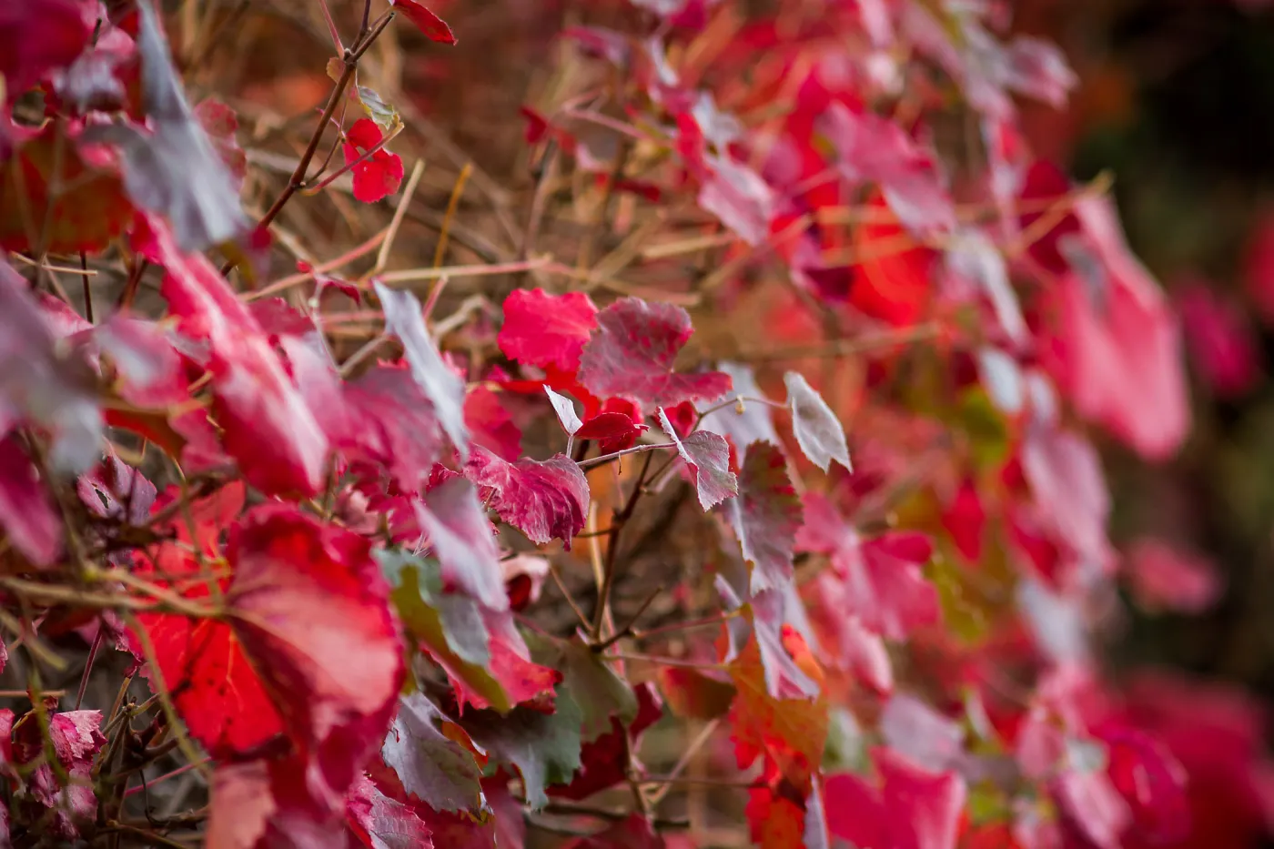 Vitis californica, grape leaves, fall color, SBBG