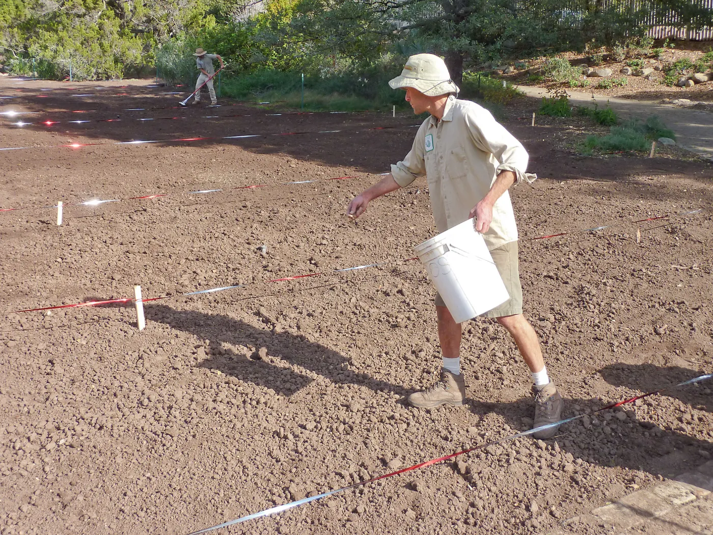 Sowing wildflower seed mixed with sand, Meadow Revival Project