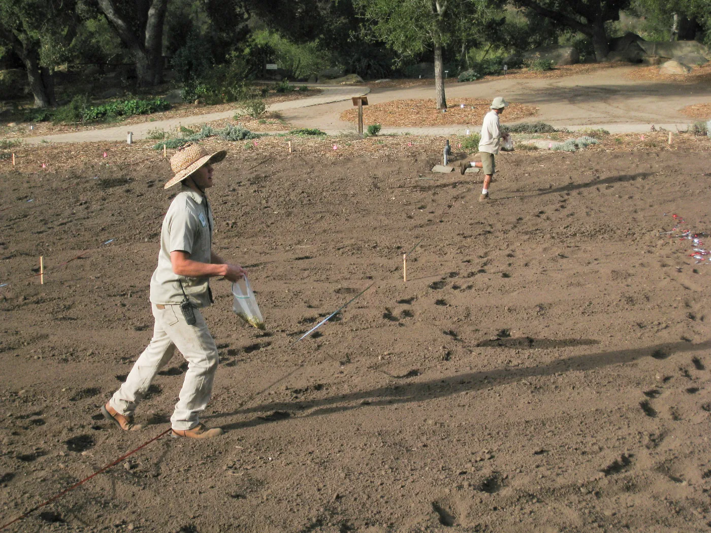 Sowing Lupine, Meadow Revival Project