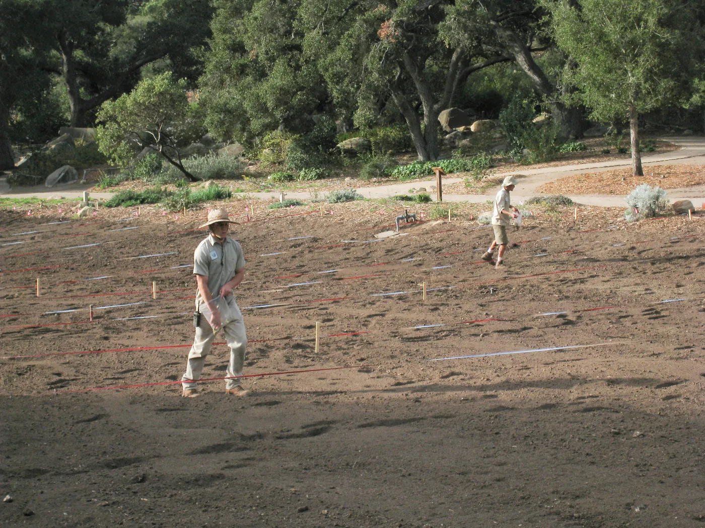 Sowing Lupine, Meadow Revival Project