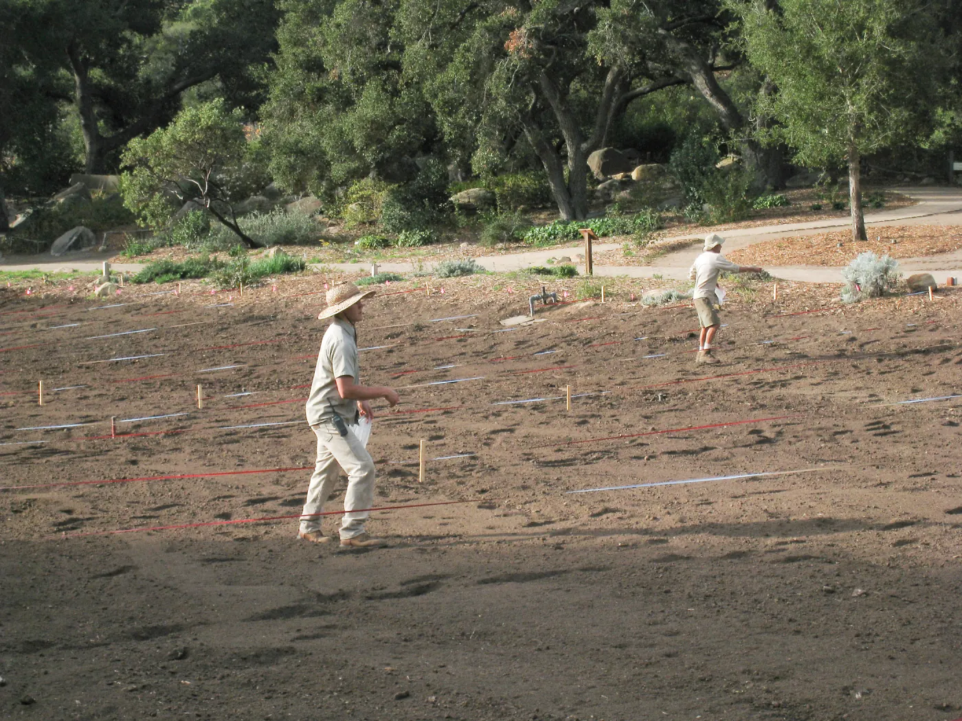 Sowing Lupine, Meadow Revival Project