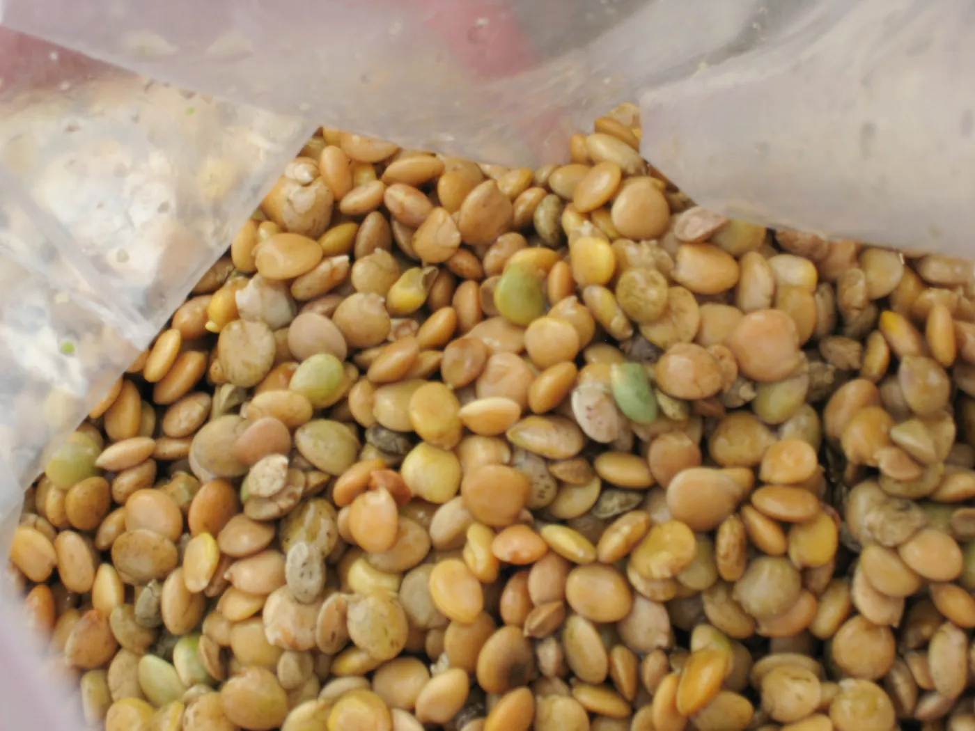 Soaked Lupine Seeds, Meadow Revival Project
