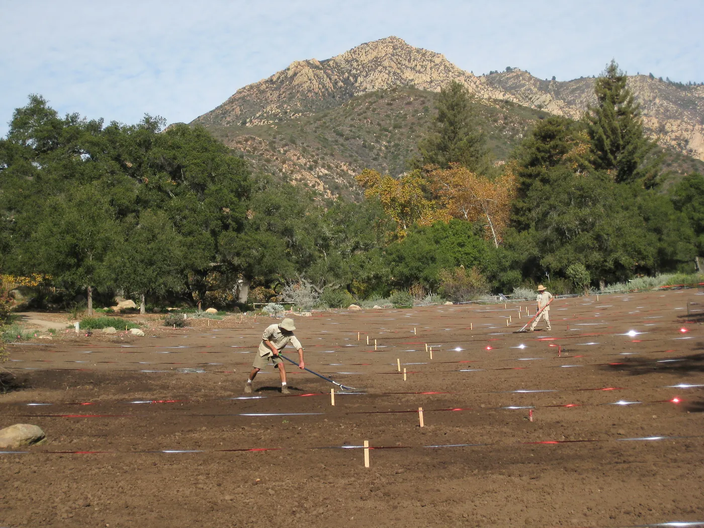 Raking Lupine Seeds into Soil, Meadow Restroration Project