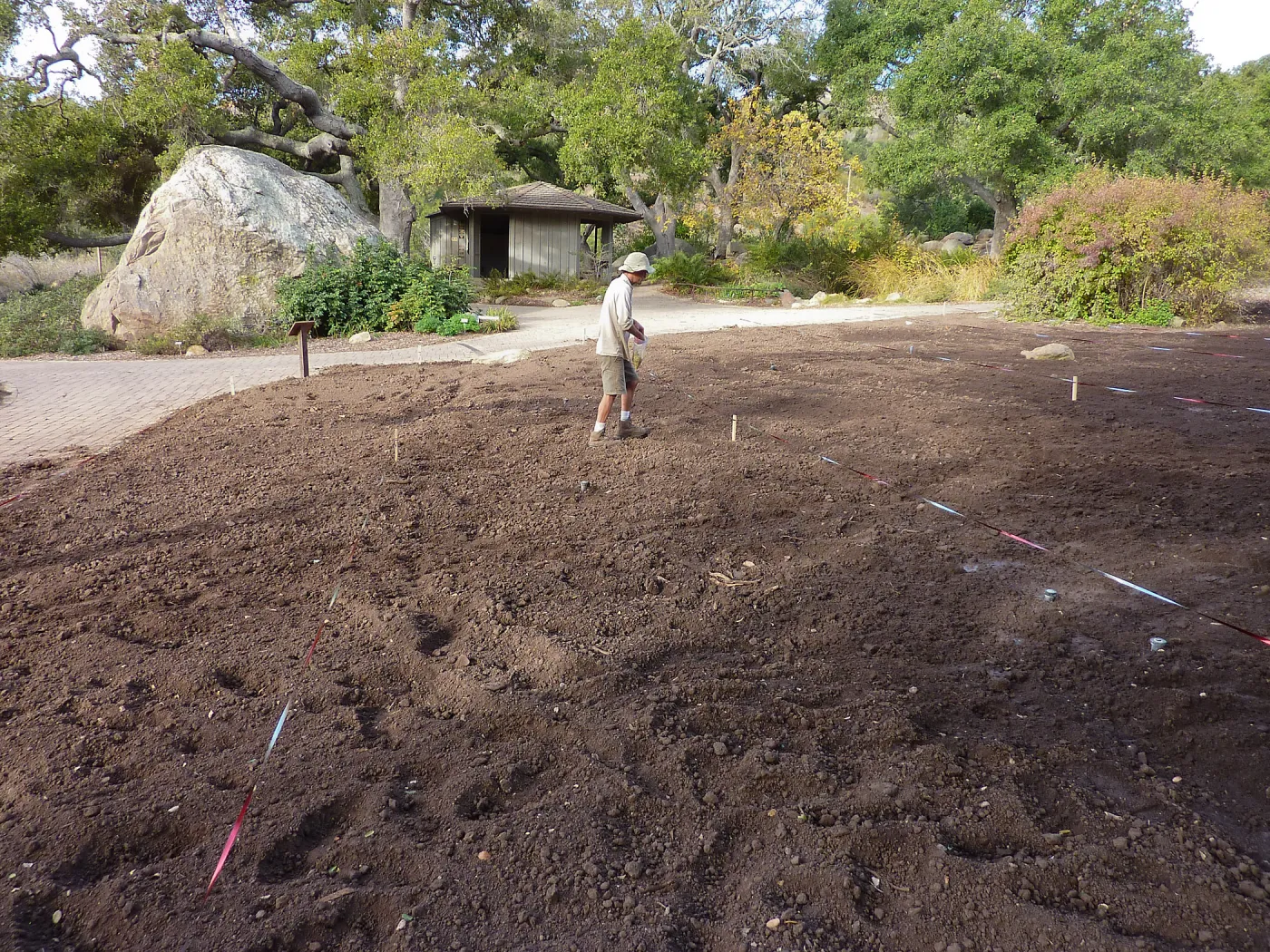 Jason Nelson sowing lupine seeds, Meadow Revival Project