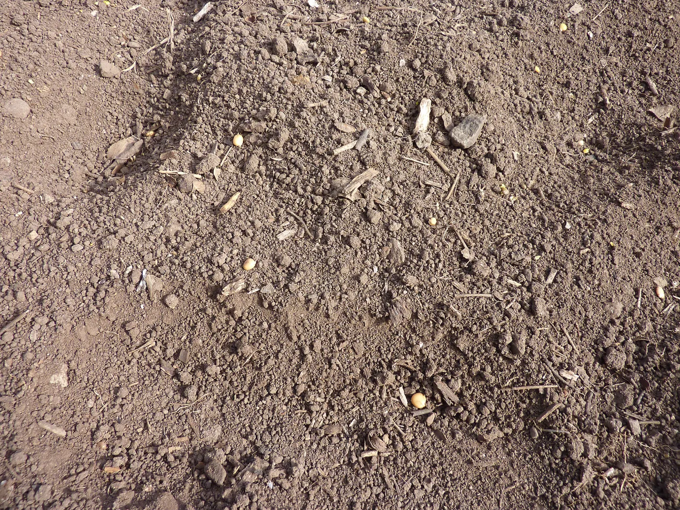 Lupine seeds on soil surface, Meadow Revival Project