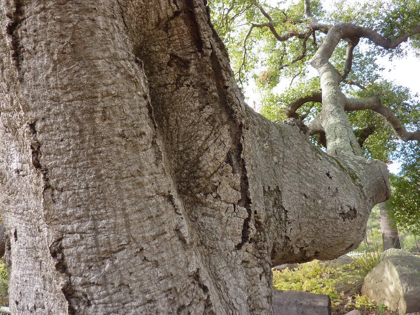 Oak (Coastal Live Oak) adjacent to Blaksley Boulder