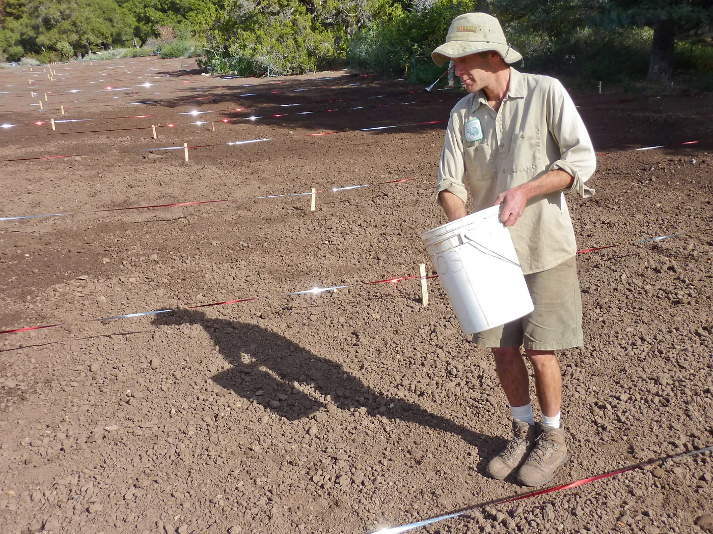 Sowing wildflower seed mixed with sand, Meadow Revival Project