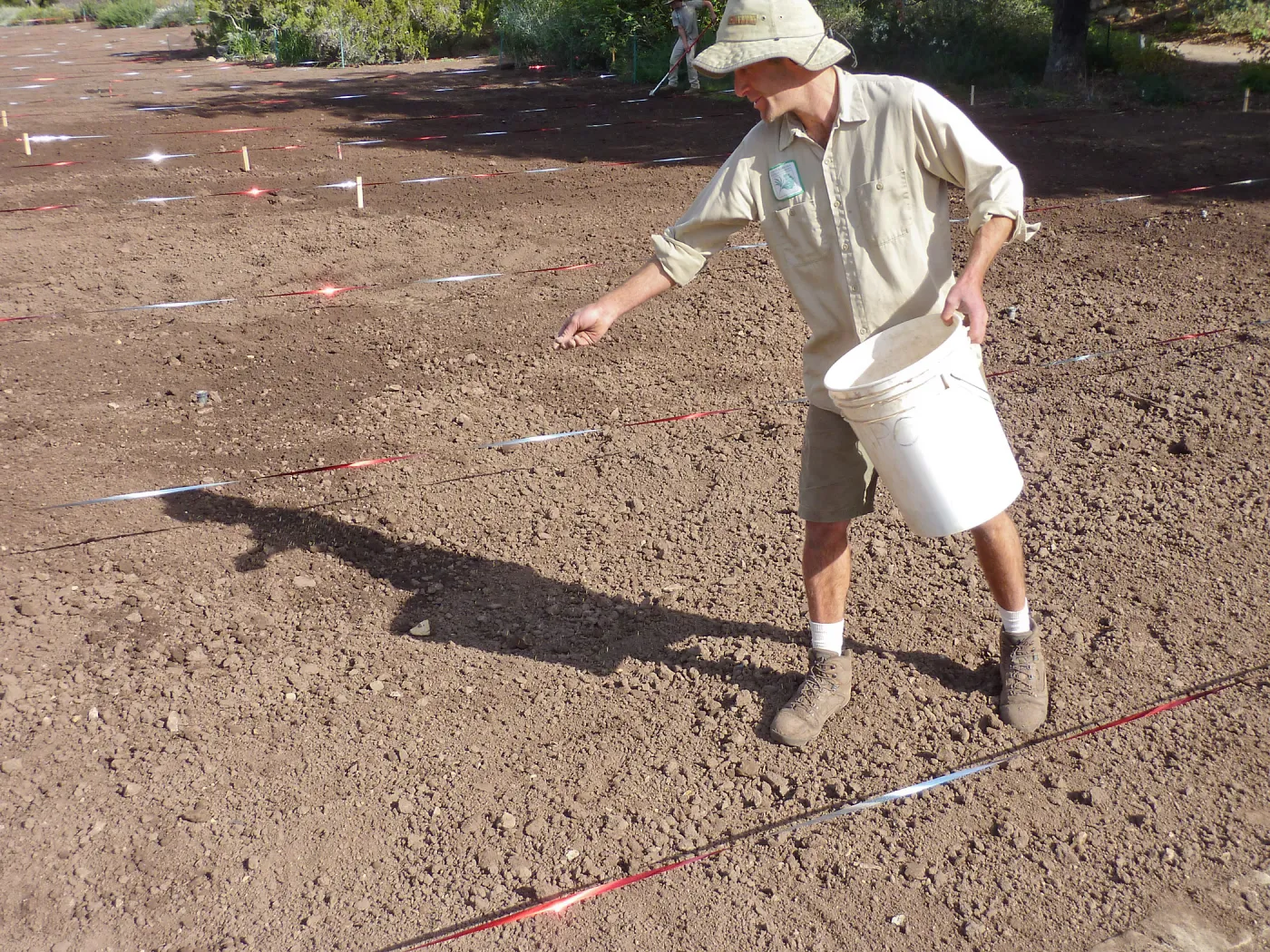 Sowing wildflower seed mixed with sand, Meadow Revival Project