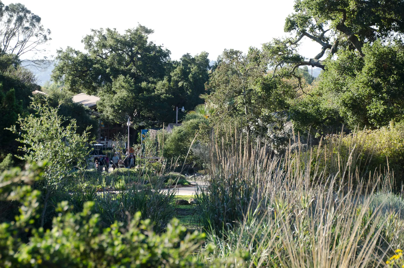 New oaks arrive at SBBG, Meadow Oaks 