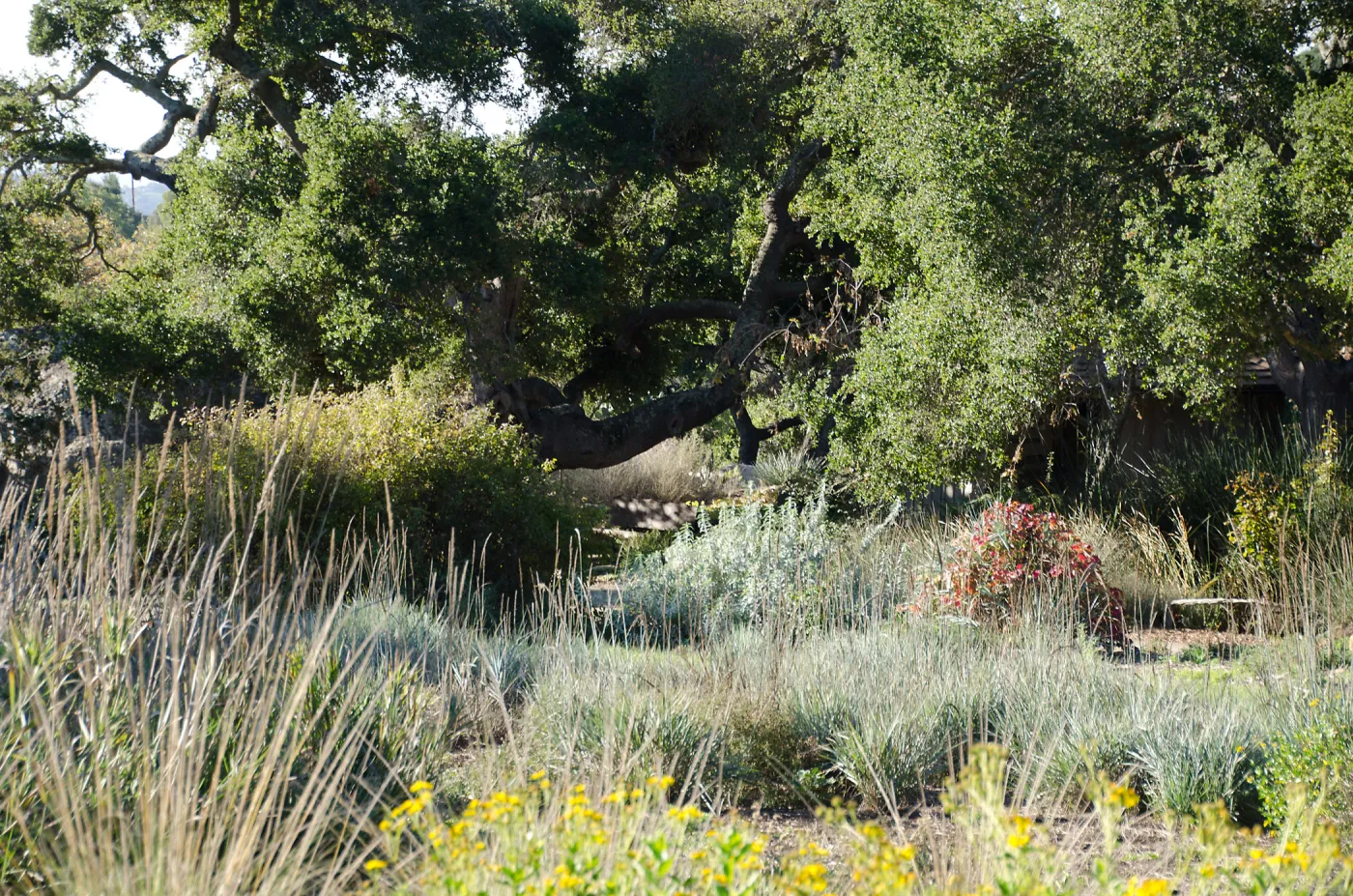 New oaks (Coastal Live Oak) arrive at SBBG, Meadow Oaks 