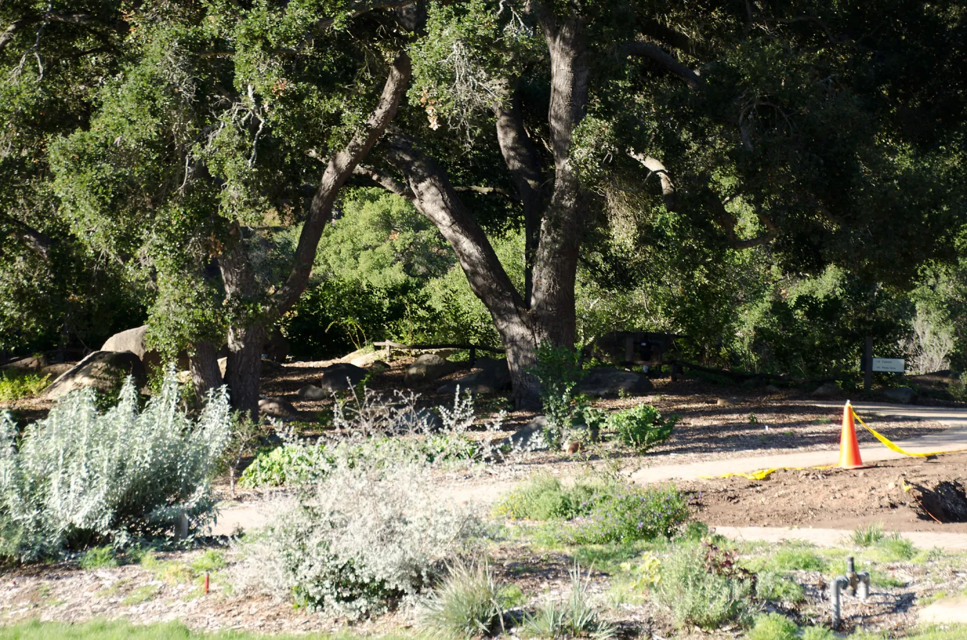New oaks (Coastal Live Oak) arrive at SBBG, Meadow Oaks 