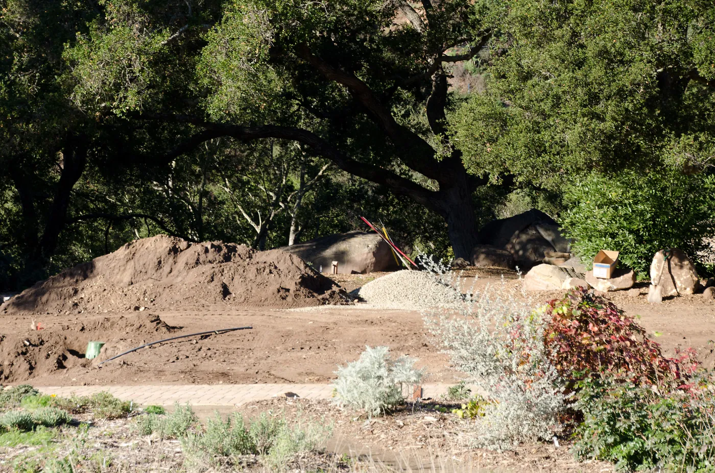 New oaks (Coastal Live Oak) arrive at SBBG, Meadow Oaks 
