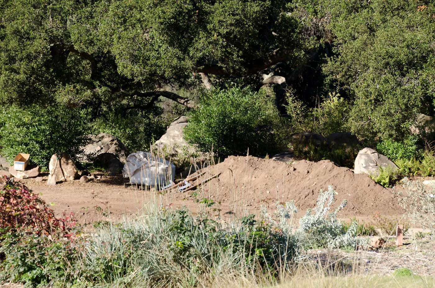 New oaks (Coastal Live Oak) arrive at SBBG, Meadow Oaks 