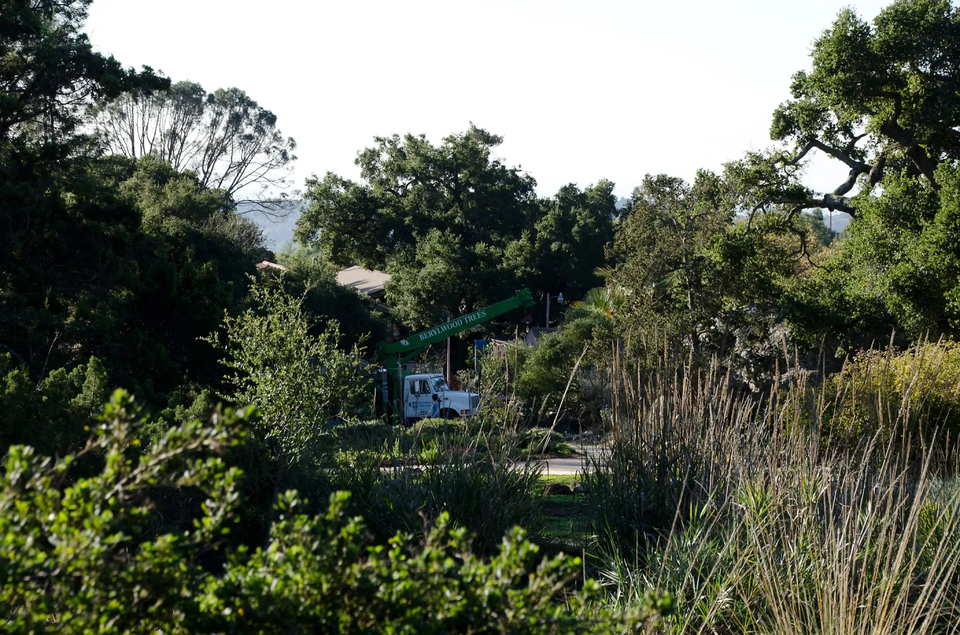 New oaks (Coastal Live Oak) arrive at SBBG, Meadow Oaks 