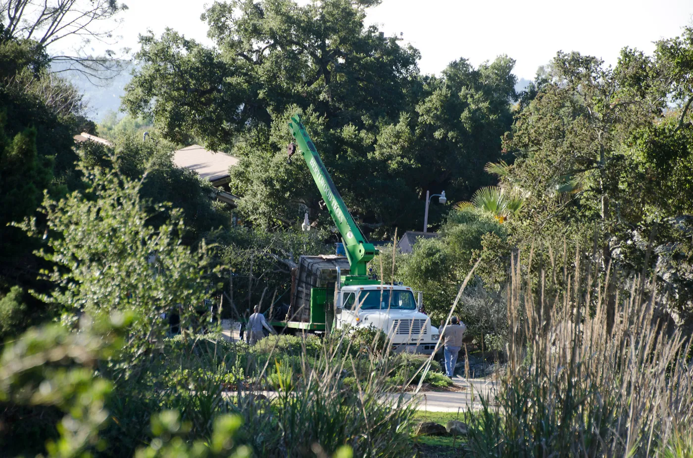 New oaks (Coastal Live Oak) arrive at SBBG, Meadow Oaks 