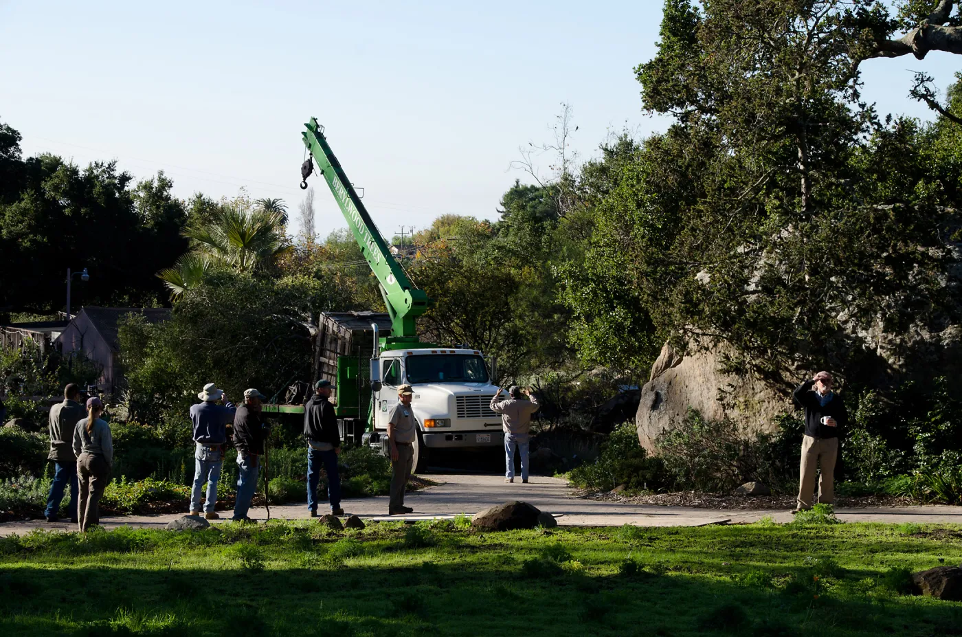 New oaks (Coastal Live Oak) arrive at SBBG, Meadow Oaks 