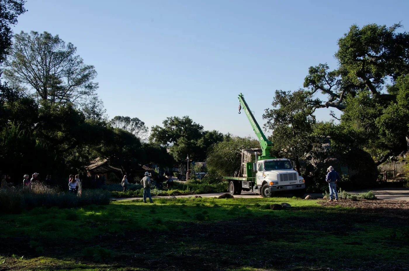 New oaks (Coastal Live Oak) arrive at SBBG, Meadow Oaks 
