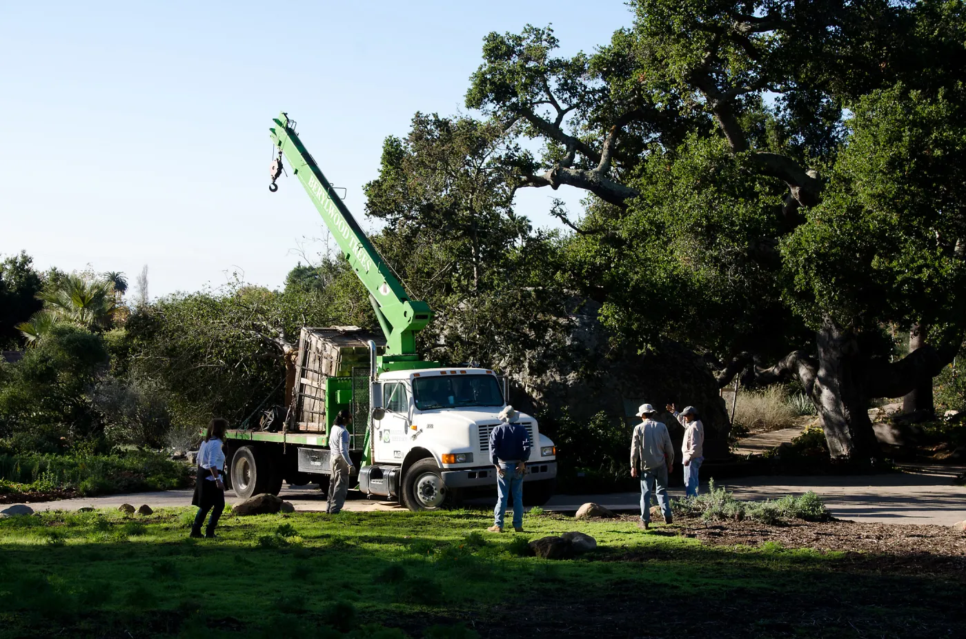 New oaks (Coastal Live Oak) arrive at SBBG, Meadow Oaks 
