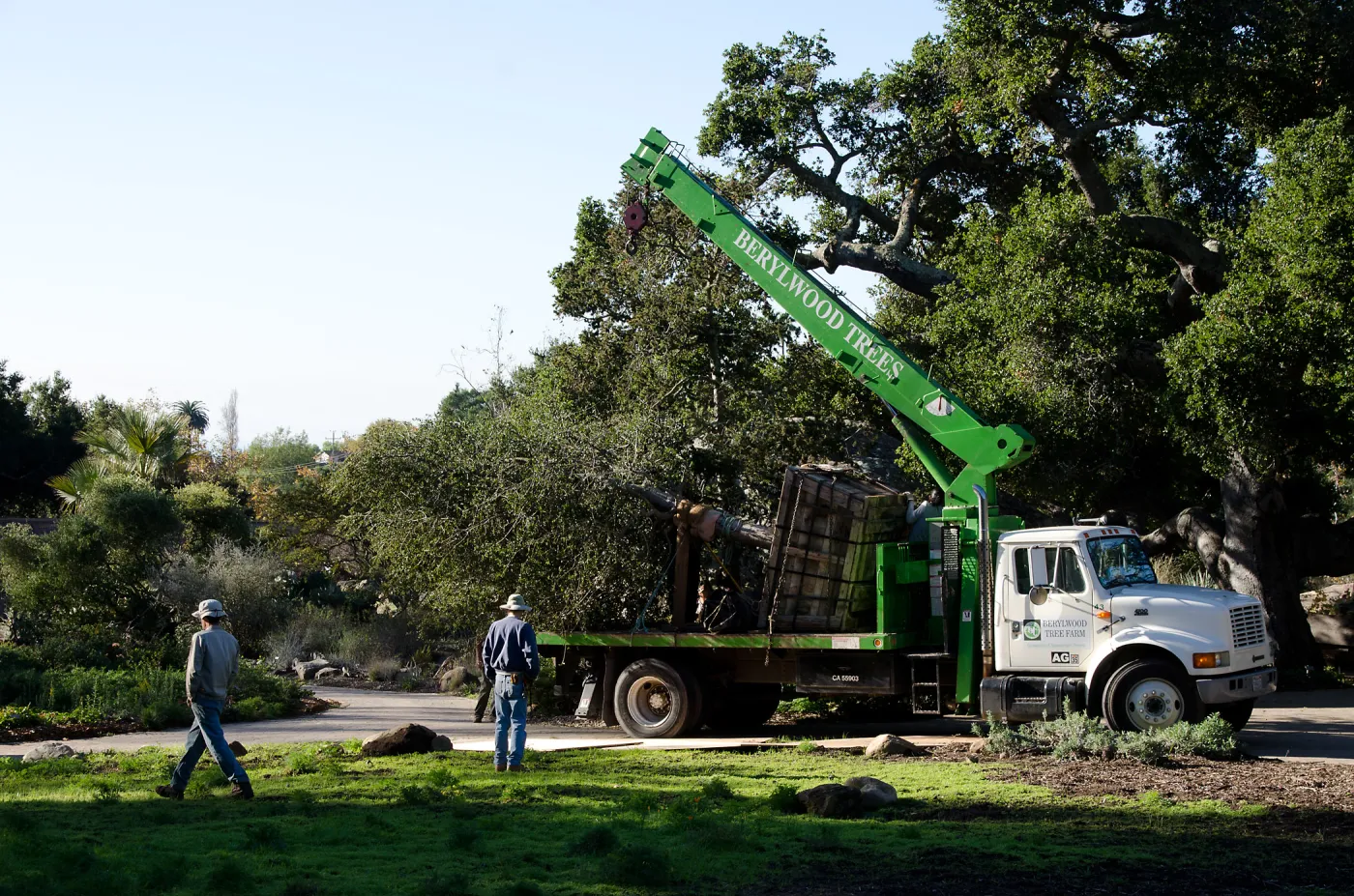 New oaks (Coastal Live Oak) arrive at SBBG, Meadow Oaks 