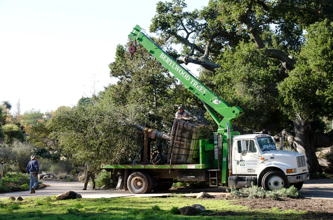 New oaks (Coastal Live Oak) arrive at SBBG, Meadow Oaks 