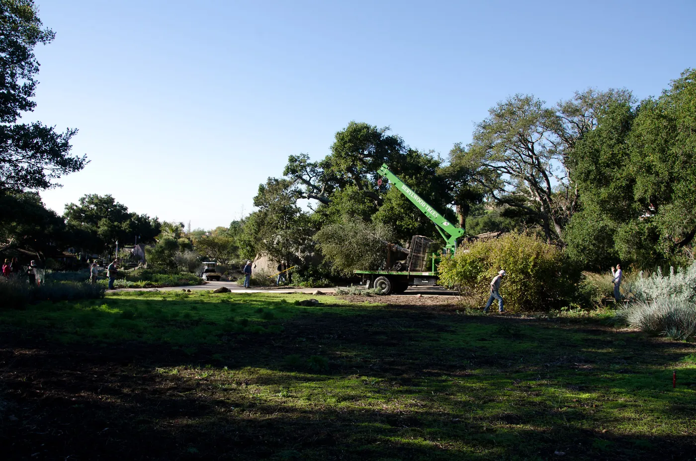 New oaks (Coastal Live Oak) arrive at SBBG, Meadow Oaks 