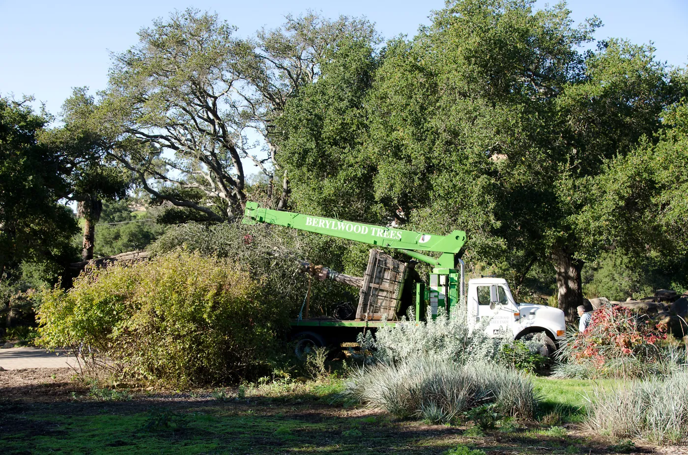 New oaks (Coastal Live Oak) arrive at SBBG, Meadow Oaks 