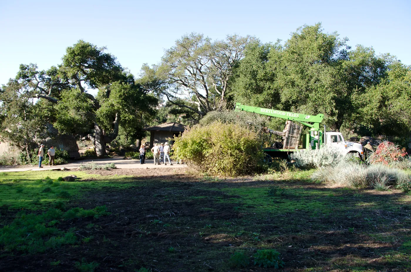 New oaks (Coastal Live Oak) arrive at SBBG, Meadow Oaks 